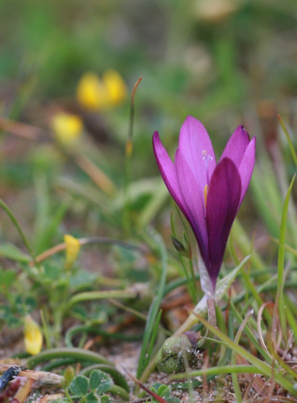 Romulea requienii  dalla Sardegna